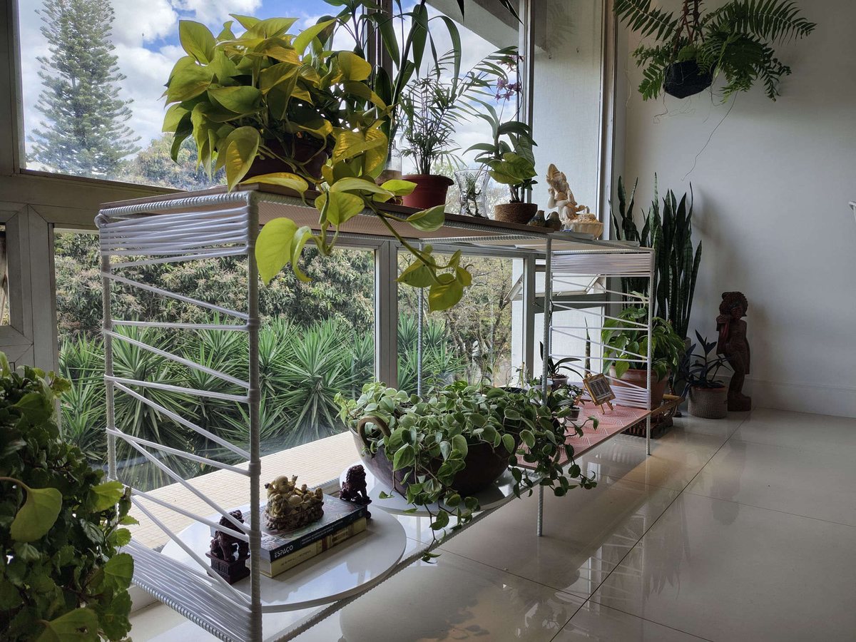 A mesma estante recuperada, cheia de plantas